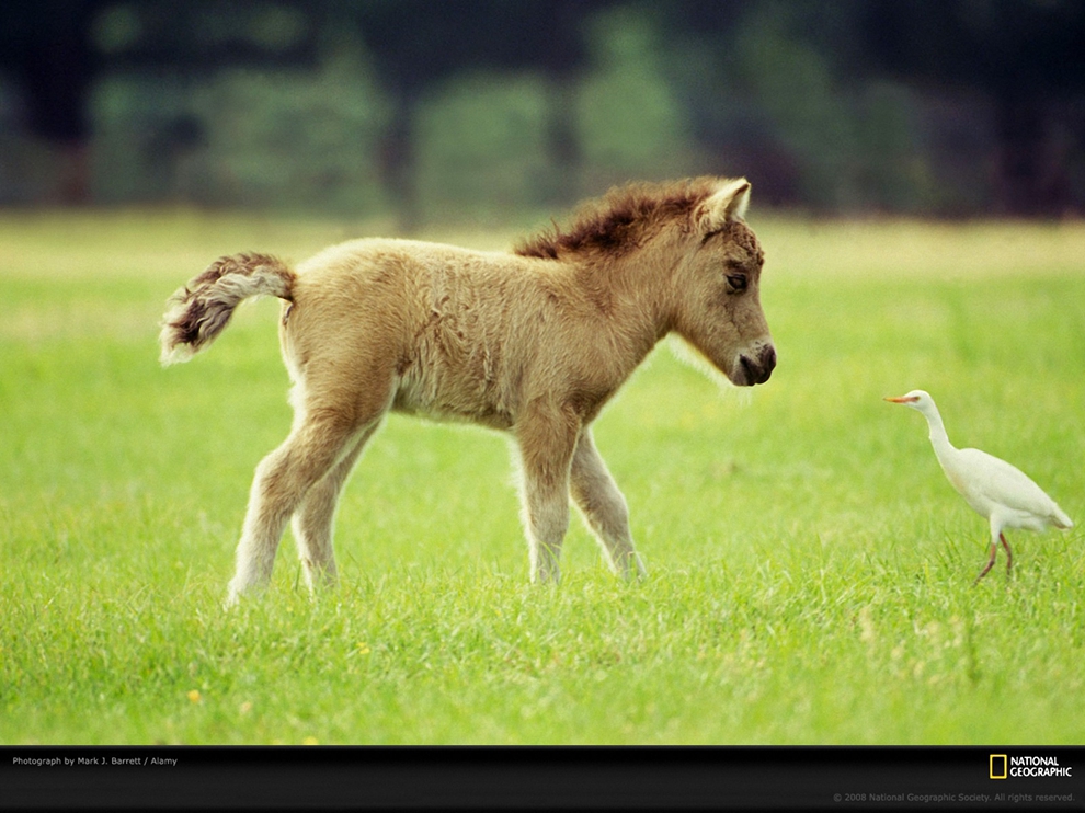 national-geographic-miniature-horse-and-bird_1600x1200_94505.jpg