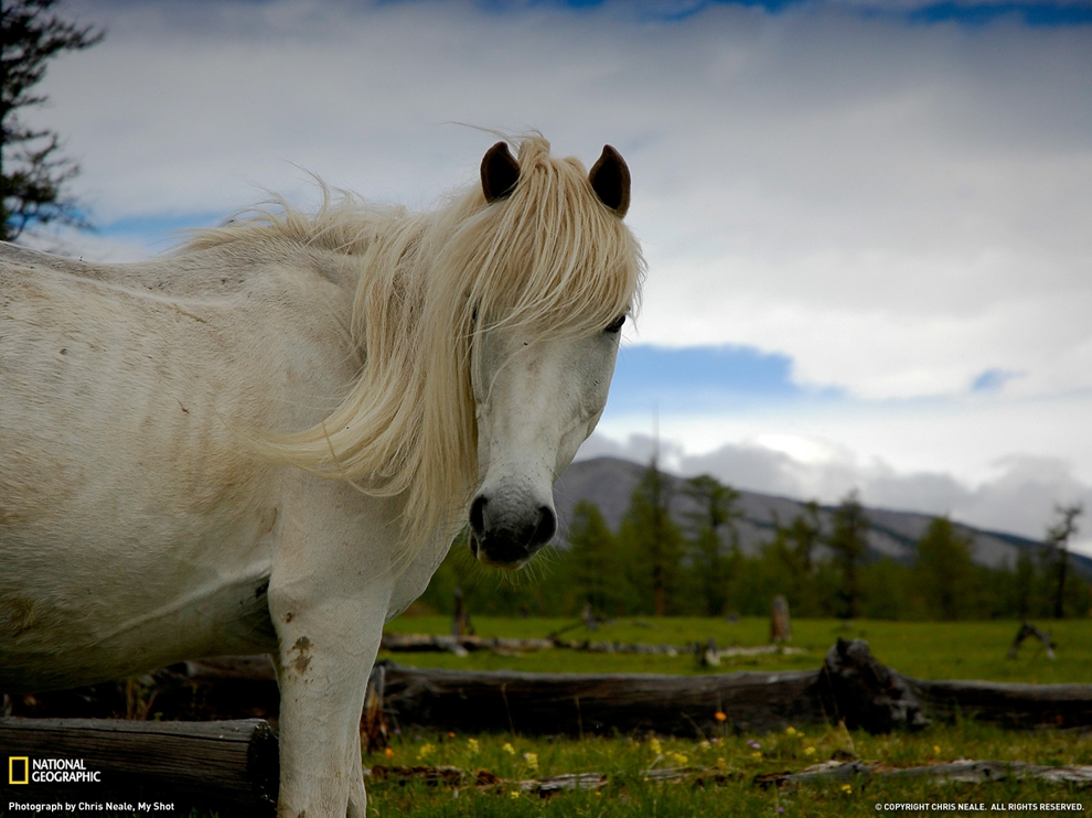 wild-horse-mongolia-xo.jpg