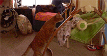 psb (3).gif
