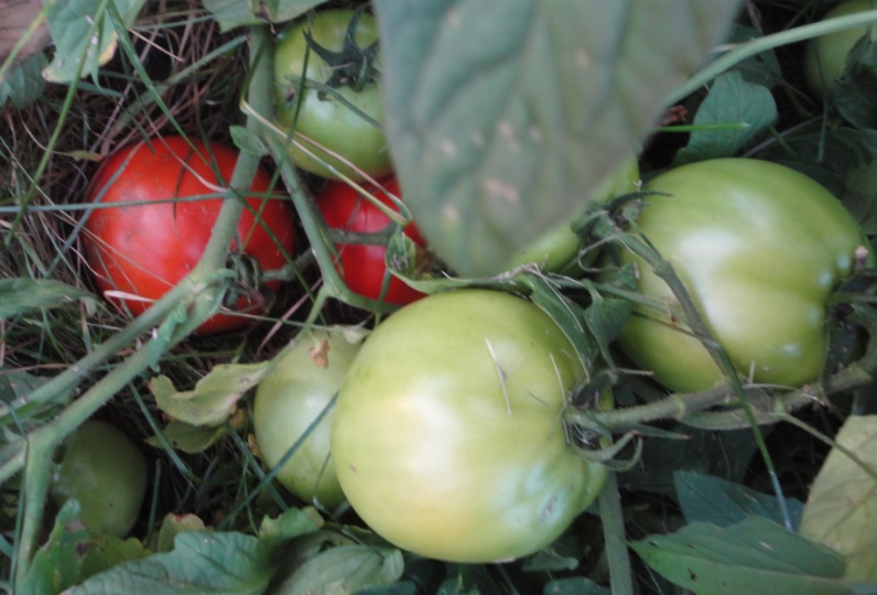 tomatoes01.jpg